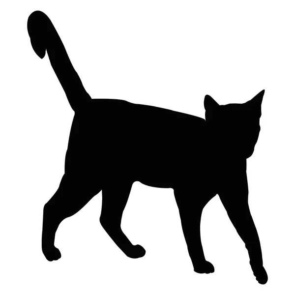 Иллюстрация Черной Кошки Белом Фоне Кот Стоит Ногах Силуэт Кошки — стоковое фото