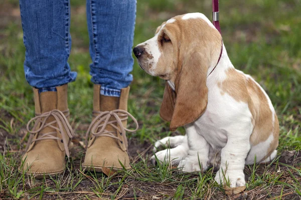 Kleine Zoete Pup Basset Hound Met Zijn Eigenaar Voor Eerste — Stockfoto