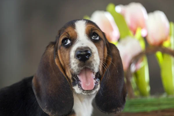 Close Van Zoete Kleine Zachte Pup Basset Hond Met Droevige — Stockfoto