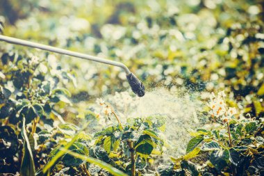 Bahçede böcek ilacı olan patates bitki Püskürtme