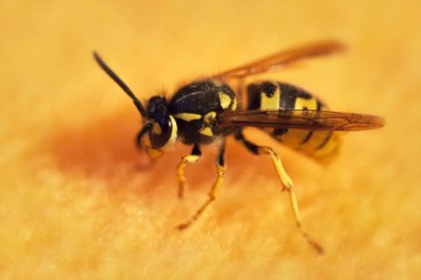 Arı, seçici odak ve küçük derinlik-in tarla, Mercek parlaması