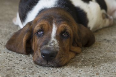 Köpek Basset hound, seçici odak ve küçük alan derinliği 