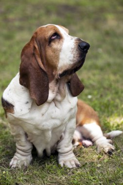 Köpek Basset hound, seçici odak ve küçük alan derinliği 