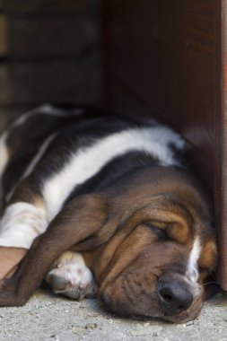 Köpek Basset hound, seçici odak ve küçük alan derinliği 