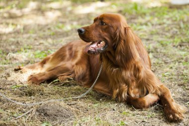 Köpek İrlandalı kanepe, seçici odak ve küçük alan derinliği 