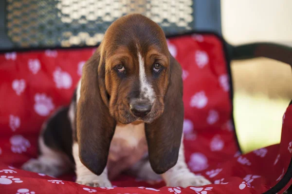 Perro Basset Hound Enfoque Selectivo Pequeña Profundidad Campo —  Fotos de Stock