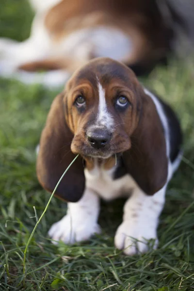 Hond Basset Hound Selectieve Aandacht Kleine Scherptediepte — Stockfoto