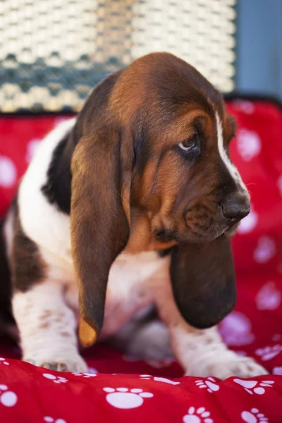 Hond Basset Hound Selectieve Aandacht Kleine Scherptediepte — Stockfoto