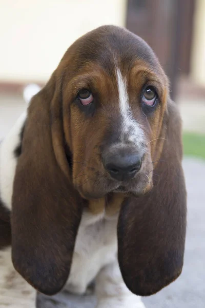 Hond Basset Hound Selectieve Aandacht Kleine Scherptediepte — Stockfoto