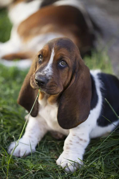 Hond Basset Hound Selectieve Aandacht Kleine Scherptediepte — Stockfoto