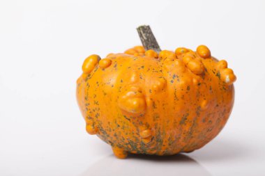 Kabak ve squash sonbahar arka masada