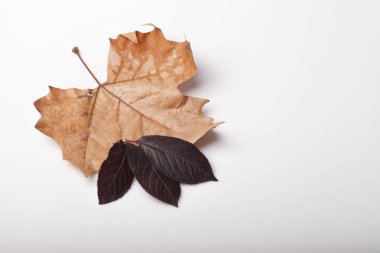 masanın üzerine düşen yapraklar sonbaharda kökenli
