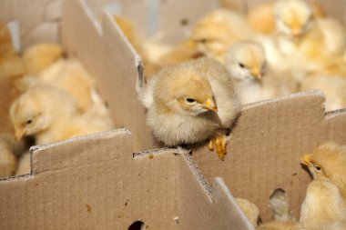 Küçük sarı civciv, seçici odak ve küçük derinlik-in tarla, flare lens