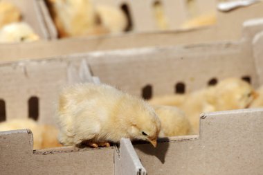 Küçük sarı civciv, seçici odak ve küçük derinlik-in tarla, flare lens