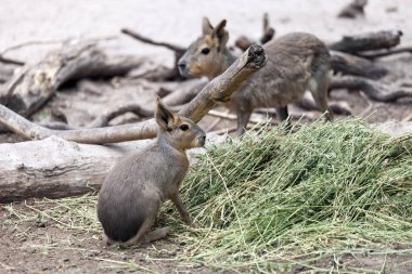 Patagonya mara ot yiyor ve etrafına bakıyor