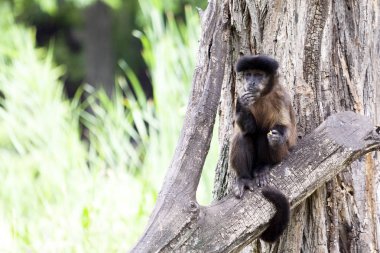 Geoffroy örümcek maymun (Ateles geoffroyi) bir ağacı üzerinde duruyor ve etrafına bakıyor