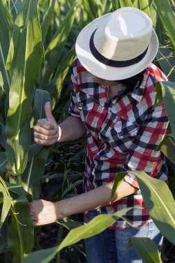 Female farmer with a hat, an agronomist by profession, is in the field with corn. Examines the quality of corn. With her hand, she shows that he is very pleased with the yield and quality clipart