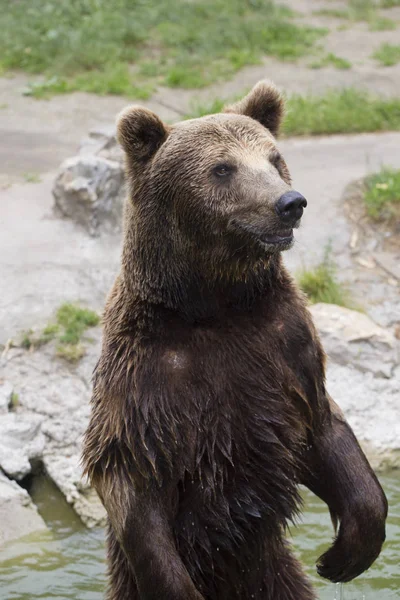 The brown bear stands on the back legs in the water and looks around. Search  food for yourself