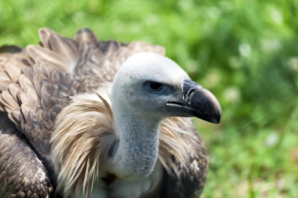 Close Retrato Griffon Abutre Gyps Fulvus Olha Volta Procura Comida — Fotografia de Stock