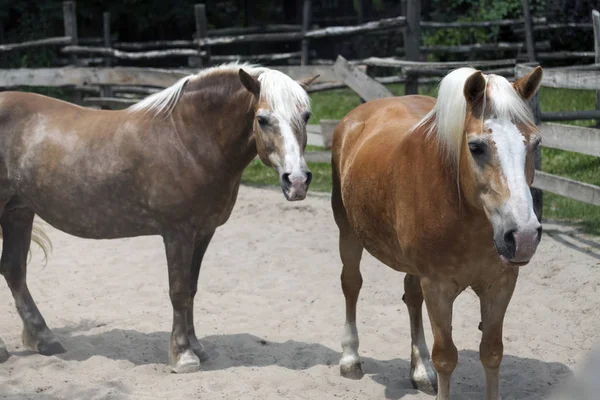 Dos Hermosos Caballos Caminan Espacio Destinado Los Caballos —  Fotos de Stock