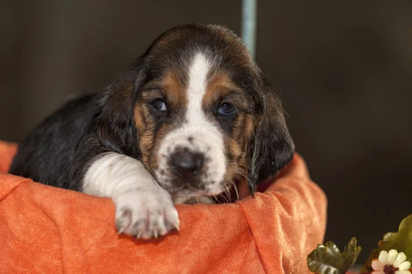 Vrij Zachtjes Basset Hound Pup Dat Een Oude Drie Weken — Stockfoto