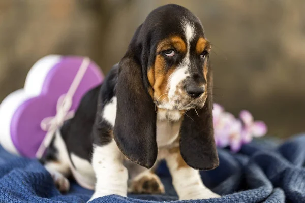 Close Van Mooie Zachte Pup Basset Hond Met Droevige Ogen — Stockfoto