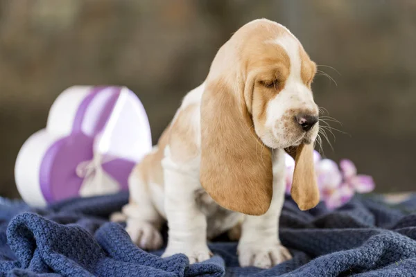 Vrij Zachtjes Basset Hound Pup Dat Een Oude Drie Weken — Stockfoto