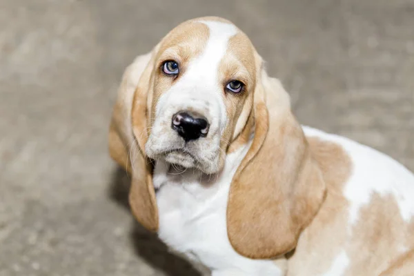 Llittle Zoete Puppy Basset Hound Zit Het Beton Opgezocht Camera — Stockfoto