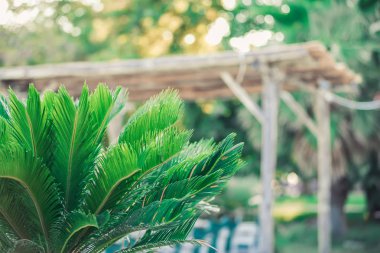 Palmiye ağacı ve yaz açık tropik ada kafede boş. Kopya alanı