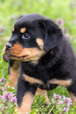 Açık havada bir güneşli yaz günde oynayan sevimli rottweiler yavru.