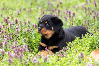 Çimenlikte, açık havada yalan şirin rottweiler yavru.