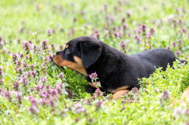 Çimenlikte, açık havada yalan küçük rottweiler yavru 