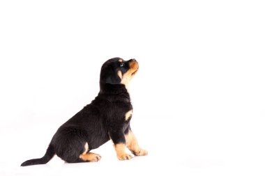 Şirin Rottweiler köpek yavrusu oturma ve beyaz bir arka plan üzerinde seyir