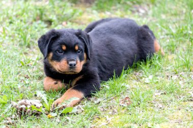 Küçük rottweiler köpek yavrusu açık havada yalan ve güneş sahiptir