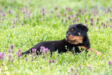 Küçük rottweiler köpek yavrusu açık havada yalan ve güneş sahiptir
