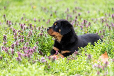 Çimenlikte, açık havada yalan şirin rottweiler yavru.