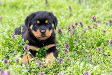 Küçük rottweiler köpek yavrusu açık havada yalan ve kamera - görüntü arıyor