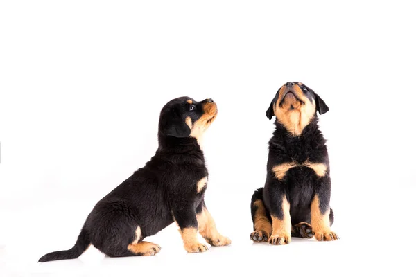 Twee Kleine Rottweiler Puppies Elkaar Zitten Zoek Een Witte Achtergrond — Stockfoto