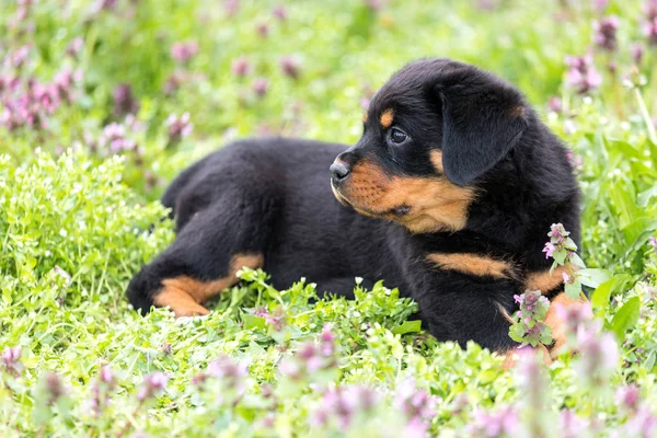 Çimenlikte, açık havada yalan şirin rottweiler yavru.