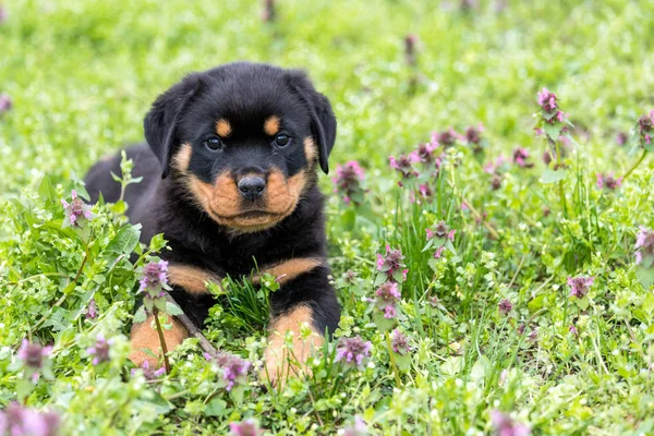 Kleine Rottweiler Pup Liggend Buitenshuis Zoek Camera Beeld — Stockfoto