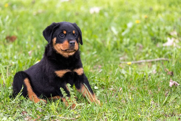 Kleine Rottweiler Pup Zitten Het Gazon Afbeelding — Stockfoto