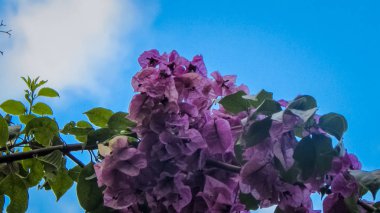 mor çiçekler güzel resimler