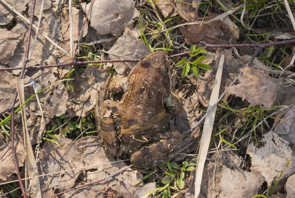 The skin of the frog masks it under the surrounding landscape and makes it invisible. Mimicry in nature.