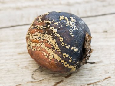 Elma mantar ve küf etkilenir. Hastalık kabuğu, berbat çürük Elma.