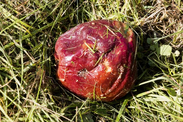 Crop of apples ruined by diseases of fruit trees.  Apple is affected by fungus and mold. Disease scab, a lousy rotten Apple.