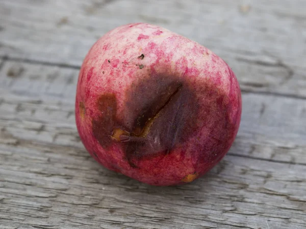 Äpfel Die Durch Krankheiten Der Obstbäume Ruiniert Wurden Apple Ist Stockbild