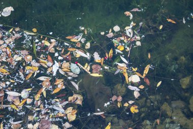 Düşmüş sonbahar yaprakları gölette berrak su yüzeyinde yüzer. Yakın çekim.