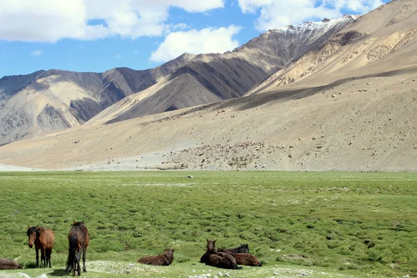 Vahşi atlar bir vadide Ladakh, Hindistan otlatma