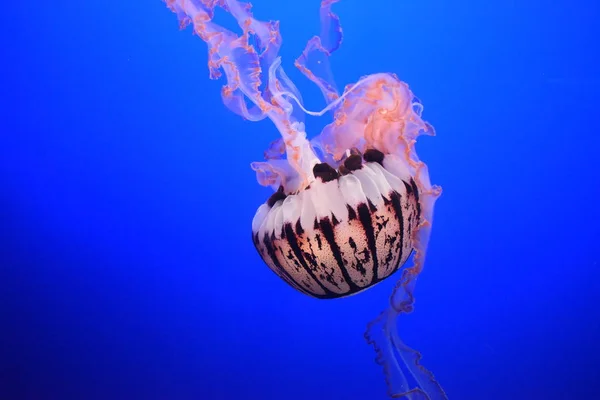 Denizanası Monterey bay Akvaryumu, California, ABD