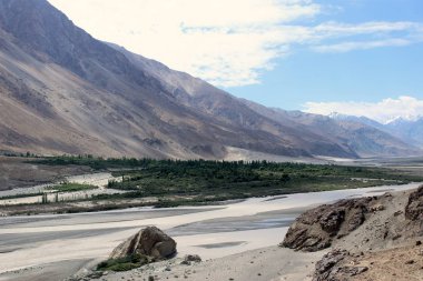 Vejetasyon Shyok nehir yatağında, Ladakh, Hindistan